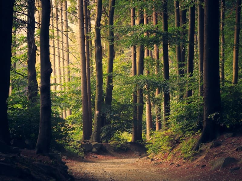 Environmental Consulting